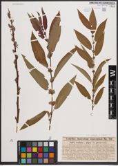 Foto von Salix cordata Michx. x Salix nigra Marshall